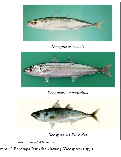 Gambar 2 Beberapa Jenis ikan layang (Decapterus spp). 