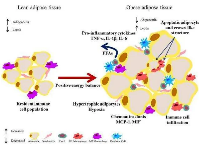 Gambar 3. Inflamasi jaringan adiposa pada obesitas (McArdle et al., 2013).