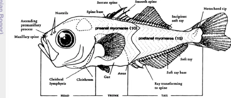 Gambar 2. Larva ikan pada stadia preflexion (Leis and Carson-Ewart, 2000). 