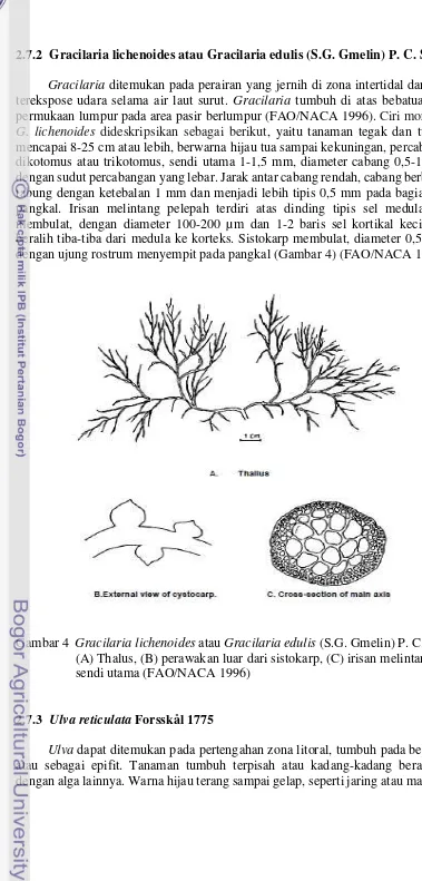 Gambar 4  Gracilaria lichenoides atau Gracilaria edulis (S.G. Gmelin) P. C. Silva. 