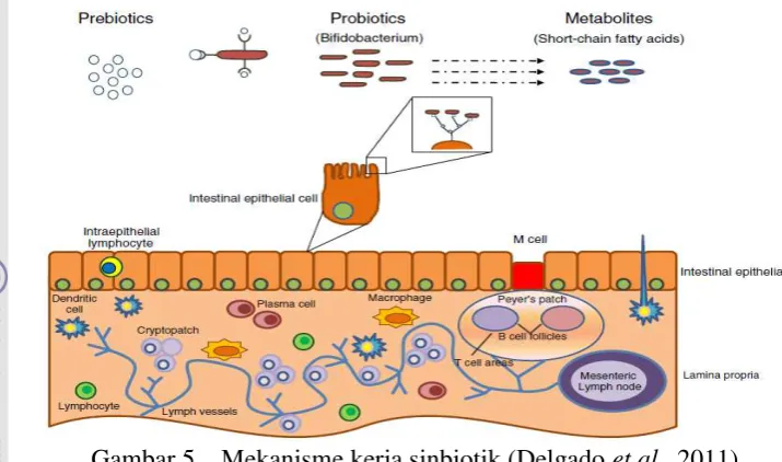 Gambar 5.   Mekanisme kerja sinbiotik (Delgado et al., 2011) 
