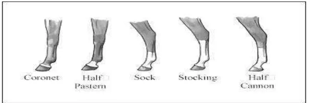 Gambar 1. Warna Bulu Kaki Kuda