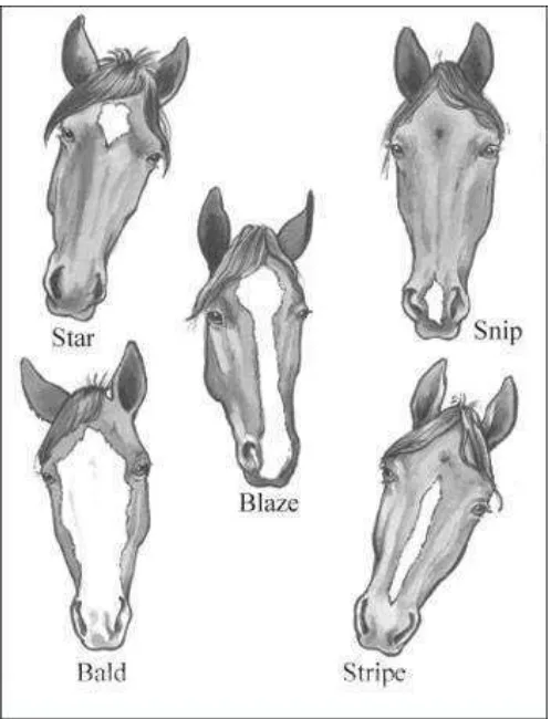 Gambar 3. Panjang Badan, Lingkar Dada, dan Tinggi Badan Kuda