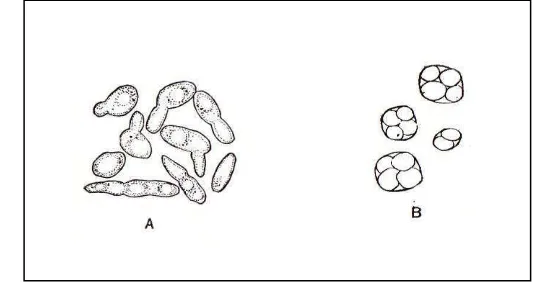 Gambar 2. Morfologi Saccharomyces cerevisiae var. ellipsoideus (A) dan Saccharomyces cerevisiae (B) (Pelczar, 1958) 