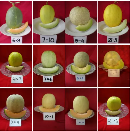 Gambar 2. Keragaman penampilan 18 hibrida melon yang dievaluasi di Bogor 