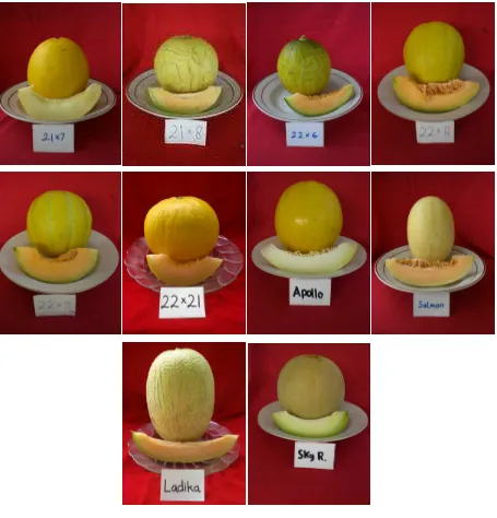 Gambar 2. Keragaman penampilan 18 hibrida melon yang dievaluasi di Bogor 