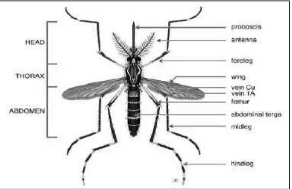 Gambar 2.1. Nyamuk Aedes aegypti (Sumber:  Cecep, 2011) 