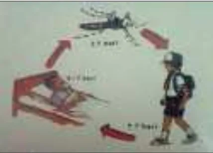 Gambar 2.2.  Mekanisme Penularan Demam Berdarah Dengue 