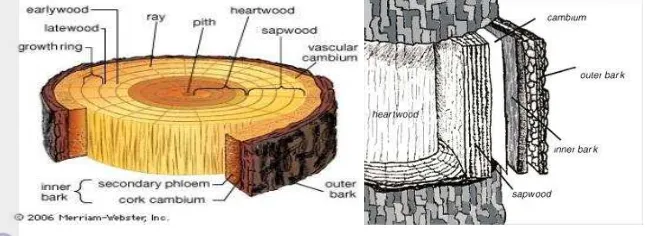 Gambar 1. Struktur anatomi kulit batang pohon 
