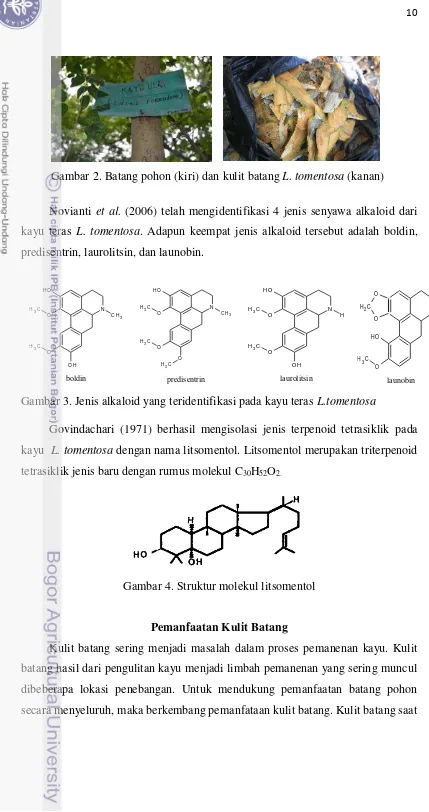 Gambar 3. Jenis alkaloid yang teridentifikasi pada kayu teras L.tomentosa  