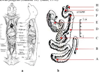 Gambar 1. a). Struktur anatomi kukang,