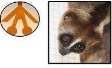 Gambar 2. Pola dan warna garpu kukang sumatera (Winarti, 2015)