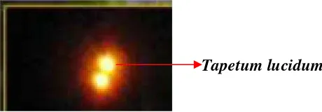 Gambar 3. Tapetum lucidum kukang pada kondisi gelap (Winarti, 2015)