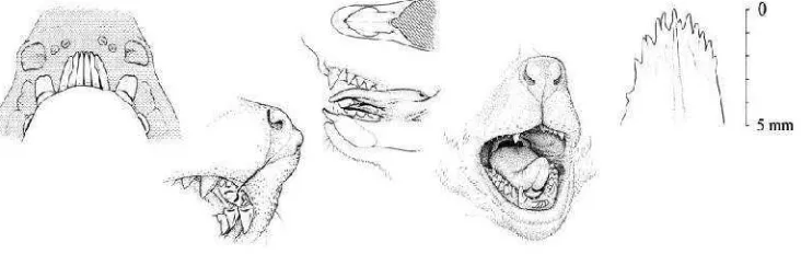 Gambar 4. Rhinarihinarium yang terdapat pada kukang (Winarti, 2011rti, 2011)
