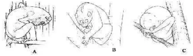 Gambar 8. Perilaku kukang. A) membeku tiba-tiba, B) duduk, dan C) tidur(Fitch-Snyder et al