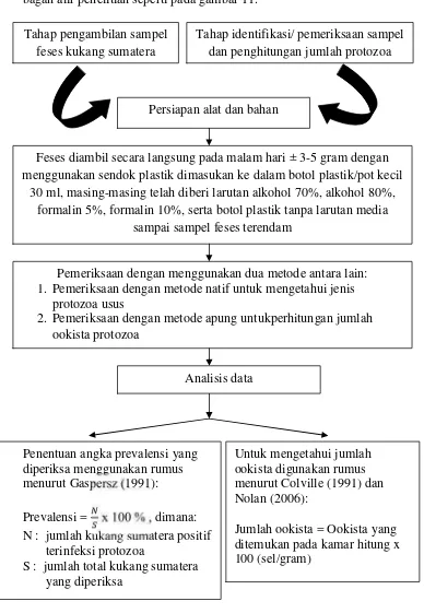 Gambar 11. Bagan alir penelitian identifikasi/pemeriksaan sampel danpenghitungan protozoa usus pada sampel feses kukang sumatera