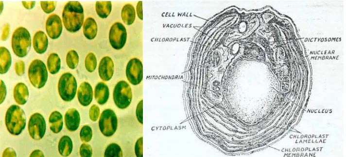 Gambar 1.  Koloni dan potongan melintang struktur morfologi                                      Chlorella sp