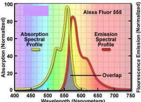 Gambar 5.  Kurva spektral emisi dan absorbsi pada sinar tampak dan emisi   fluorescence (Davidson, 2005)  