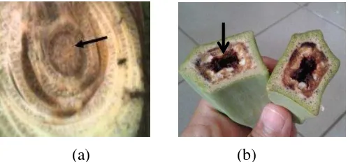 Gambar 1. Bagian tanaman pisang yang terserang layu bakteri : (a) Batang (sumber : Aeny dkk., 2007) dan (b) buah 