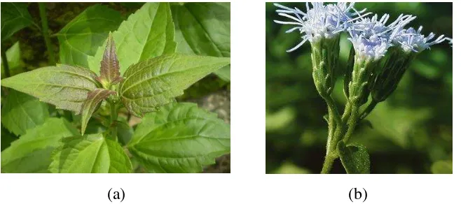 Gambar 2. Gulma Chromolaena odorata : Bagian daun (a) dan bagian bunga (b)                    ( sumber : Wikipedia, 2016) 