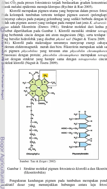 Gambar 1 Struktur molekul pigmen fotosintesis klorofil-a dan fikoeritrin  