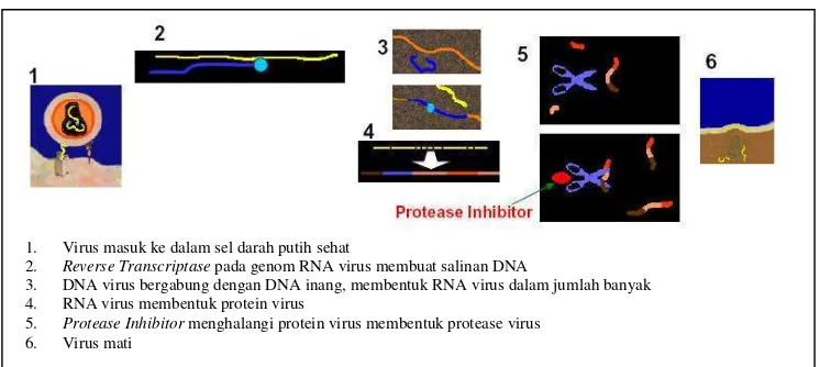 Gambar 12  Peran protease inhibitor terhadap virus HIV. 