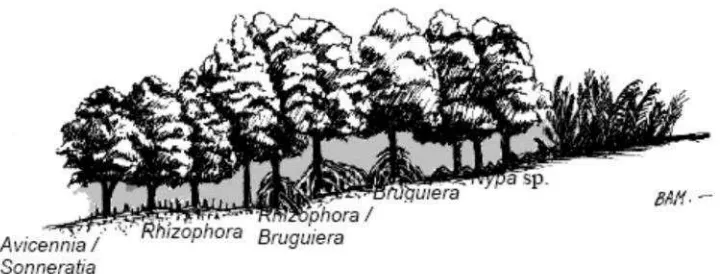 Gambar 1. Pola Zonasi Mangrove (Bengen dan Dutton, 2004).