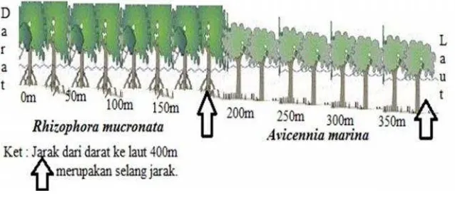Gambar 3. Ilustrasi jarak dan vegetasi di Hutan Mangrove Desa Margasari.