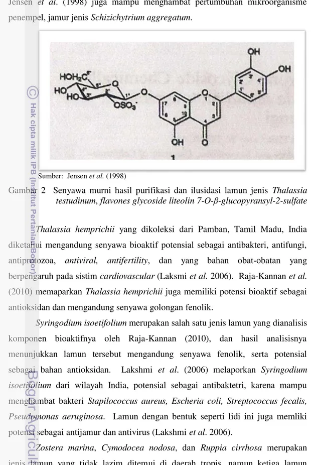 Gambar  2    Senyawa  murni  hasil  purifikasi  dan  ilusidasi  lamun  jenis  Thalassia  testudinum, flavones glycoside liteolin 7-O- β-glucopyransyl-2-sulfate  Thalassia  hemprichii  yang  dikoleksi  dari  Pamban,  Tamil  Madu,  India  diketahui  mengandu