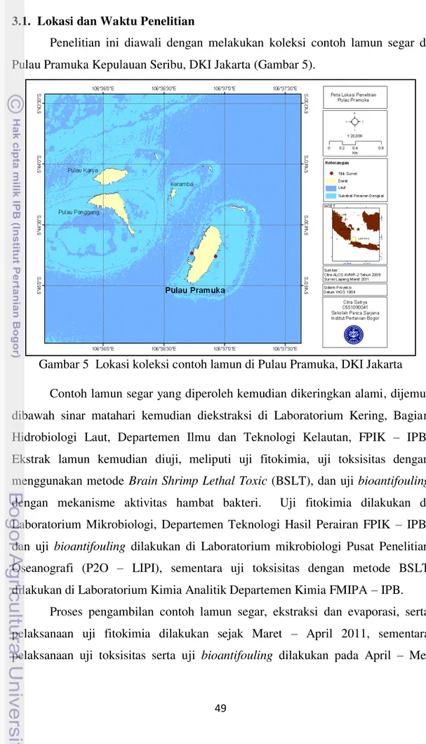 Gambar 5  Lokasi koleksi contoh lamun di Pulau Pramuka, DKI Jakarta  Contoh lamun segar yang diperoleh kemudian dikeringkan alami, dijemur  dibawah  sinar  matahari  kemudian  diekstraksi  di  Laboratorium  Kering,  Bagian  Hidrobiologi  Laut,  Departemen 