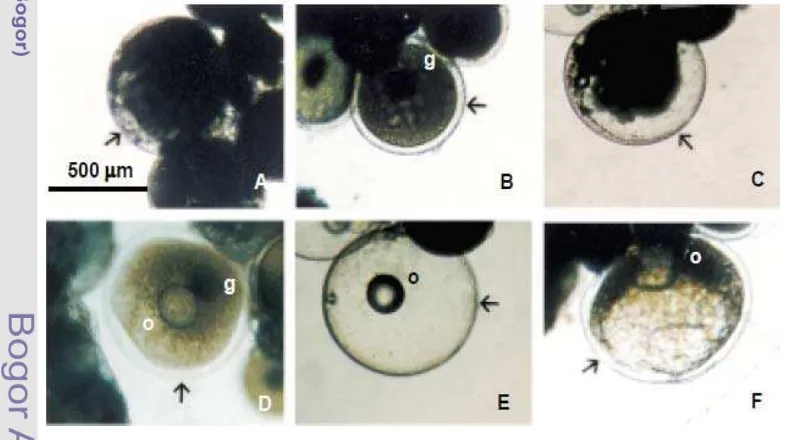 Gambar 2 Perubahan morfologi pada oosit matang Black Porgy (Acanthopagrus 