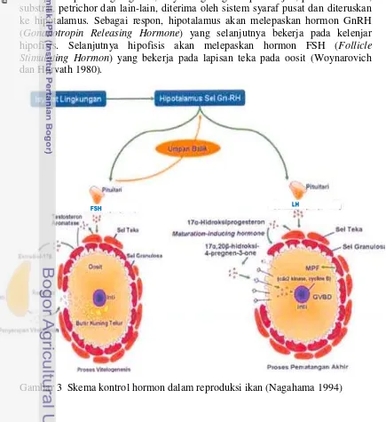 Gambar 3  Skema kontrol hormon dalam reproduksi ikan (Nagahama 1994) 