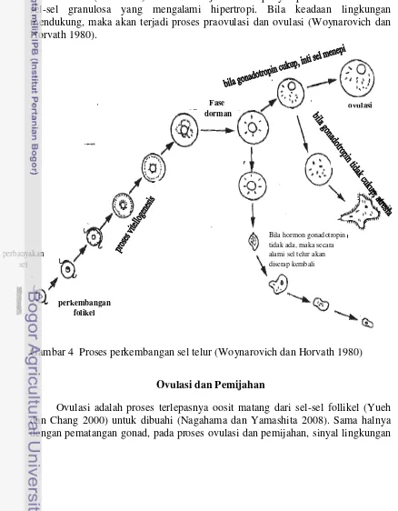 Gambar 4  Proses perkembangan sel telur (Woynarovich dan Horvath 1980) 