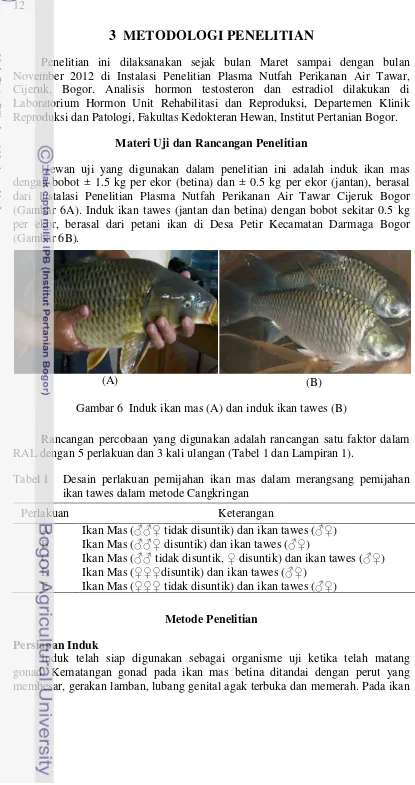 Gambar 6  Induk ikan mas (A) dan induk ikan tawes (B) 