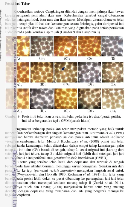 Gambar 9   Posisi inti telur ikan tawes, inti telur pada fase istrahat (panah putih); 