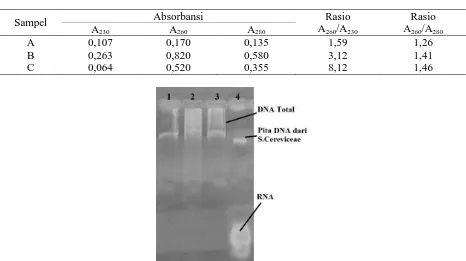 Tabel 2. Absorbansi, rasio A260/A230, dan rasio A260/A280 sampel DNA metagenomik.  