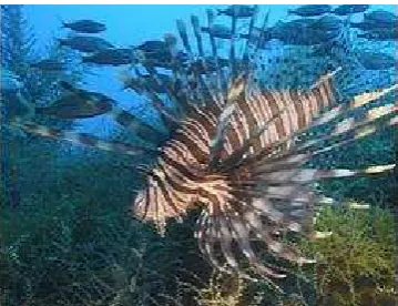 Figure 2.3: Lionfish [NOAA's National Centers for Coastal Ocean Science, Silver  Spring, MD., USA]  