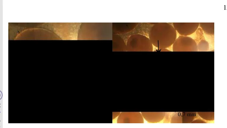 Gambar 7 Telur ikan mas dan ikan tawes. Panah hitam putus-putus telur dorman 