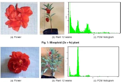 Fig. 1: Mixoploid (2x + 4x) plant