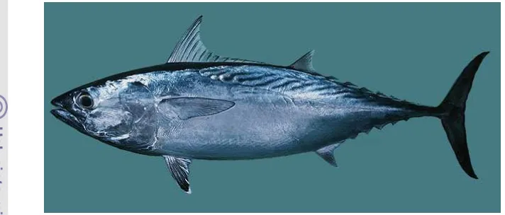 Gambar 6 Ikan tongkol (Euthynnus affinnis). 