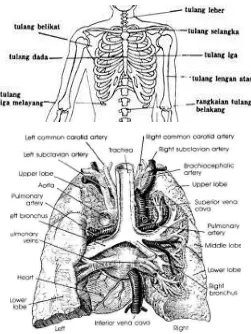 Gambar 2.7 Anatomi thorak pada manusia 