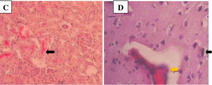 Gambar 6. Gambaran mikroskopik berbagai organ anjing penderita distemper.  