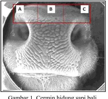 Gambar 1. Cermin hidung sapi bali, Ket: Tempat tiga sampel jaringan diambil (A,B, dan C) per ekornya 