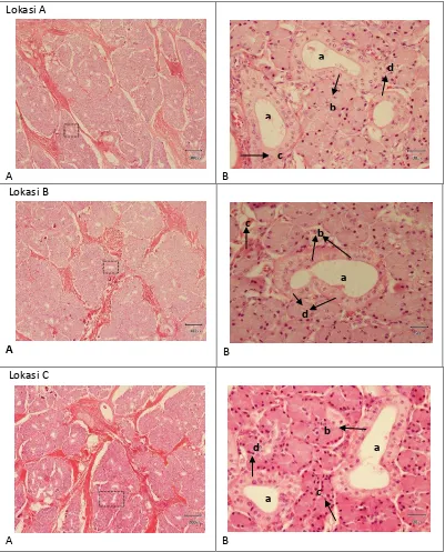 Gambar 3. (A) Gambaran mikroanatomi kelenjar merokrin muzzle sapi bali jantan perbesaran 100x  (Bar = 300µm)
