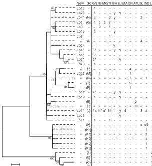 Fig. 3. Lepidochelys olivacea. Evolutionary relationships of haplotypes basedon 470 bp mtDNA sequence