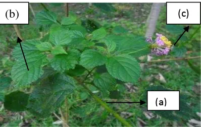 Gambar 3. Gulma saliara  :(a) batang; (b) daun; dan (c) bunga. 
