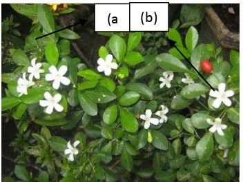 Gambar 3. Kemuning: (a) daun dan (b) bunga 
