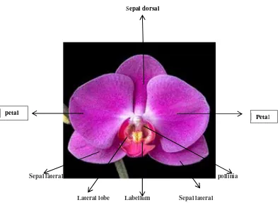 Gambar 4. Bunga Anggrek Phalaenopsis