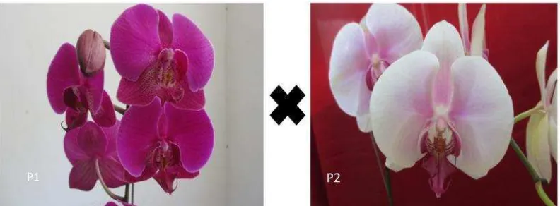 Tabel 1. Persilangan dialel lengkap dua tetua anggrek Phalaenopsis