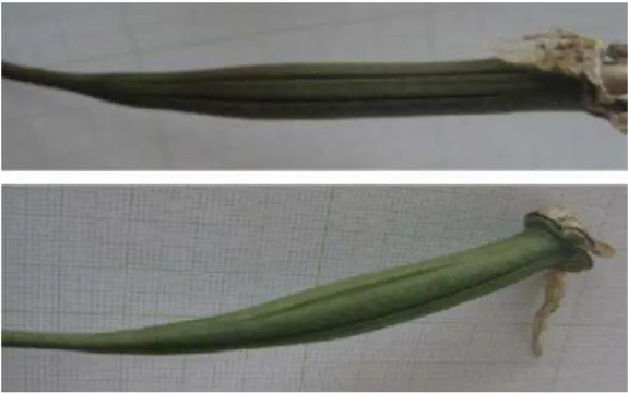 Gambar 7. Polong anggrek Phalaenopsis yang dipanen pada umur 4,5 bulansetelah penyerbukan yang bijinya akan disemai untuk bahanPercobaan I.
